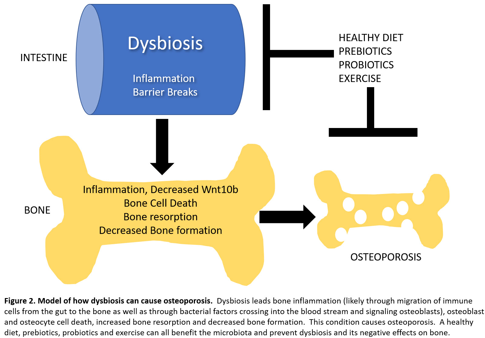 Dysbiosis Figure 2